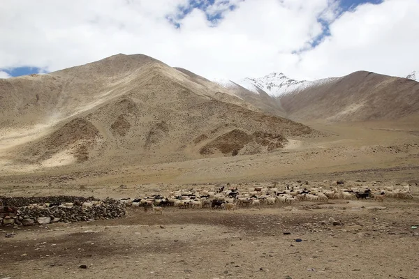 Cabras pashmina en Ladakh, India — Foto de Stock