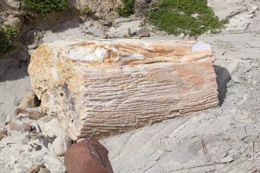 Viedma Gölü Patagonia, Arjantin için yakınındaki Pietrified ahşap