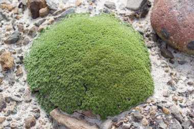 Çöl çalılar Patagonia, Arjantin için