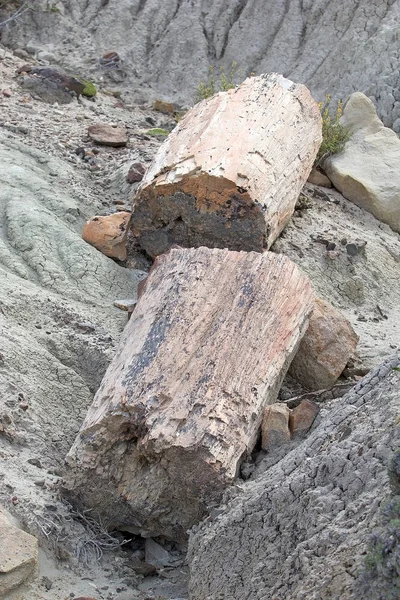 Pietrified dřevo poblíž jezera Viedma Patagonie, Argentina — Stock fotografie