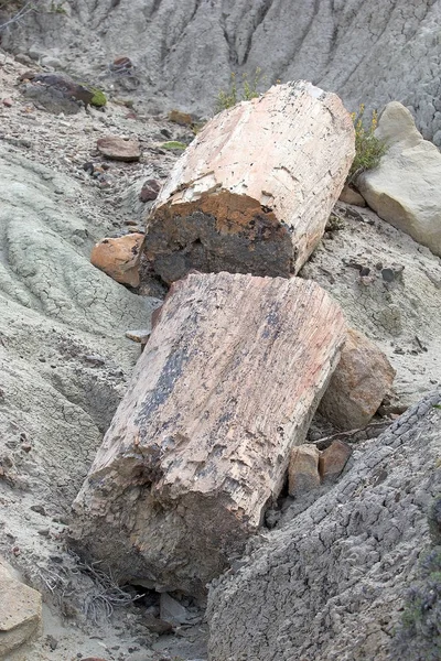 Pietrified hout in de buurt van Viedma Lake in Patagonië, Argentinië — Stockfoto