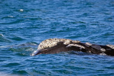 Puerto Piramides Valdes Yarımadası'nda, Atlantik Okyanusu, Arjantin, Güney gerçek balinası