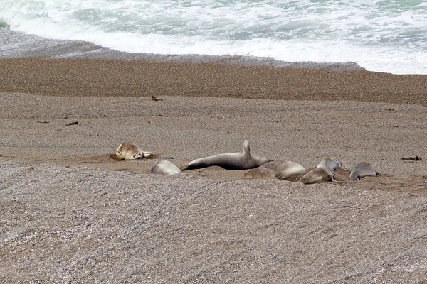 Leoni marini sulla spiaggia della penisola di Valdes, Oceano Atlantico, Argentina — Foto Stock