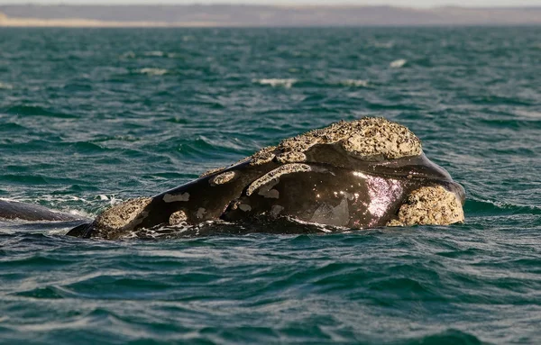 Baleine noire australe à Puerto Piramides dans la péninsule de Valdes, océan Atlantique, Argentine — Photo