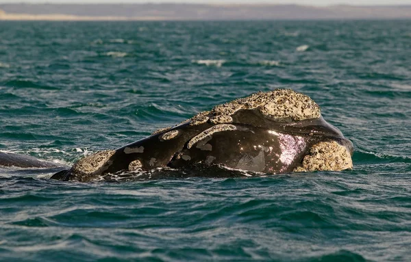 Zuidelijke gladde bij Puerto Piramides in Valdes schiereiland, Atlantische Oceaan, Argentinië — Stockfoto