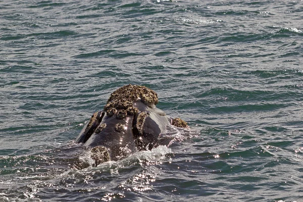 Baleia franca do sul em Puerto Piramides na Península de Valdes, Oceano Atlântico, Argentina — Fotografia de Stock