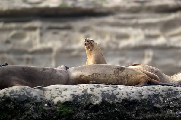 Leoni marini sulla roccia nella penisola di Valdes, Oceano Atlantico, Argentina — Foto Stock