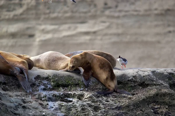 Leones del Mar en la roca en la Península de Valdés, Océano Atlántico, Argentina — Foto de Stock