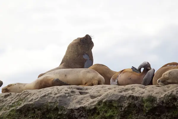 Leão marinho macho sobre a rocha na Península de Valdes, Oceano Atlântico, Argentina — Fotografia de Stock