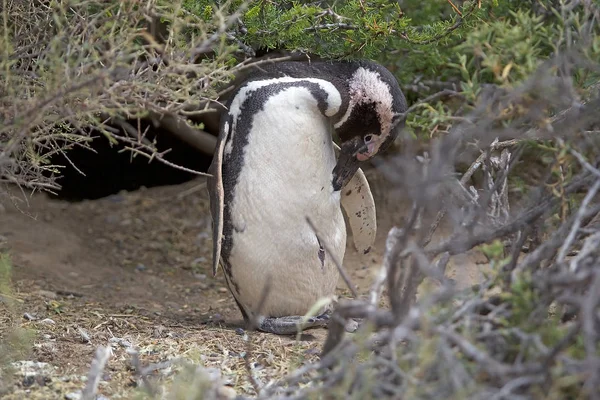 Het Magelhaenpinguïn (Spheniscus magellanicus) bij Punta Tombo in de Atlantische Oceaan, Patagonia, Argentinië — Stockfoto