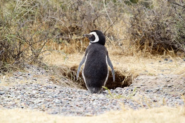 Der Magellanpinguin (spheniscus magellanicus) an der Punta Tombo im Atlantik, Patagonien, Argentinien — Stockfoto