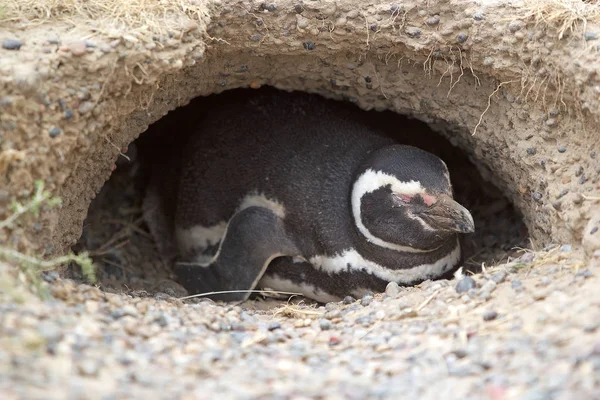 Pingouin de Magellan (Spheniscus magellanicus) à Punta Tombo dans l'océan Atlantique, Patagonie, Argentine — Photo