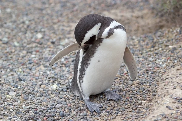 Pingouin de Magellan (Spheniscus magellanicus) à Punta Tombo dans l'océan Atlantique, Patagonie, Argentine — Photo