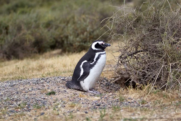 A Magellán-pingvin (egyede megtalálható magellanicus): Punta Tombo az Atlanti-óceán, Patagonia, Argentína Jogdíjmentes Stock Képek