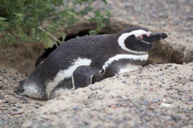Punta Tombo Atlantik Okyanusu, Patagonia, Arjantin, Macellan pengueni (Spheniscus magellanicus)