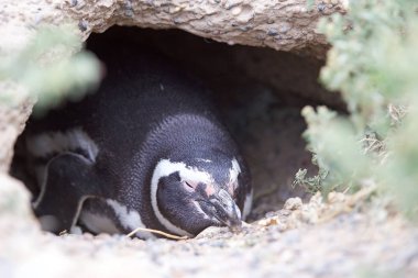 Punta Tombo Atlantik Okyanusu, Patagonia, Arjantin, Macellan pengueni (Spheniscus magellanicus)