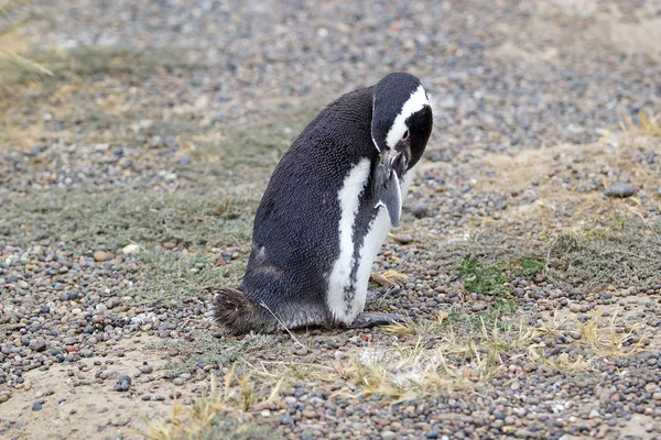 Pingouin de Magellan (Spheniscus magellanicus) à Punta Tombo dans l'océan Atlantique, Patagonie, Argentine — Photo