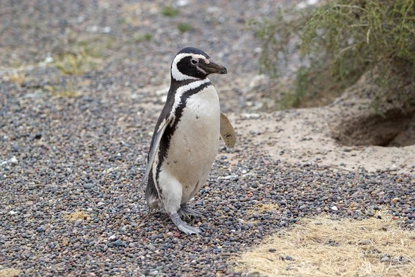 Pinguim-de-magalhães (Spheniscus magellanicus) em Punta Tombo, no Oceano Atlântico, Patagônia, Argentina — Fotografia de Stock