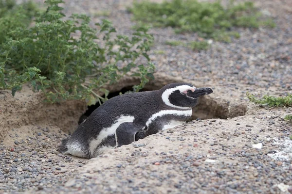 Het Magelhaenpinguïn (Spheniscus magellanicus) bij Punta Tombo in de Atlantische Oceaan, Patagonia, Argentinië — Stockfoto