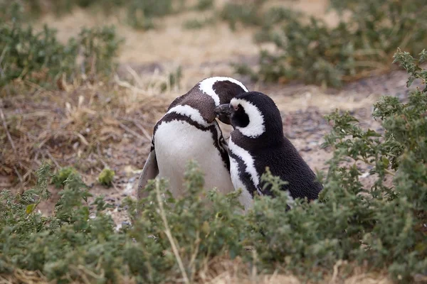 De Magelhaense penguins (Spheniscus magellanicus) bij Punta Tombo in de Atlantische Oceaan, Patagonia, Argentinië — Stockfoto