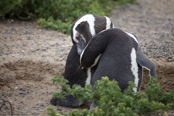 Die magellanischen Pinguine (spheniscus magellanicus) an der Punta Tombo im Atlantik, Patagonien, Argentinien — Stockfoto