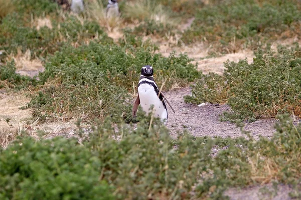 Pingouin de Magellan (Spheniscus magellanicus) à Punta Tombo dans l'océan Atlantique, Patagonie, Argentine — Photo