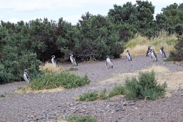 Magellanska pingvinerna (Spheniscus magellanicus) på Punta Tombo i Atlanten, Patagonien, Argentina — Stockfoto