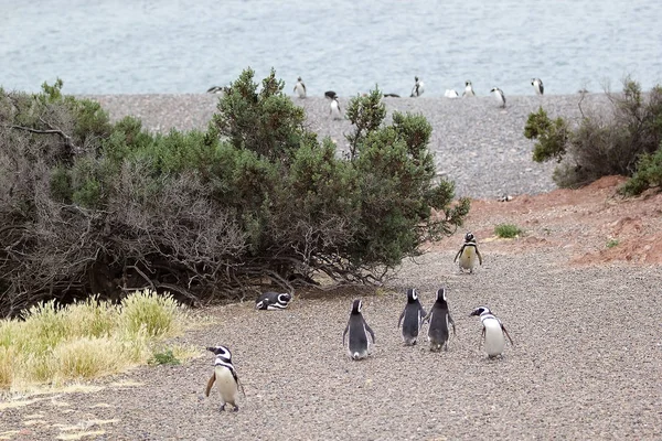 Magellanska pingvinerna (Spheniscus magellanicus) på Punta Tombo i Atlanten, Patagonien, Argentina — Stockfoto