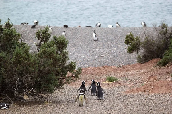 Magellanska pingvinerna (Spheniscus magellanicus) på Punta Tombo i Atlanten, Patagonien, Argentina — Stockfoto