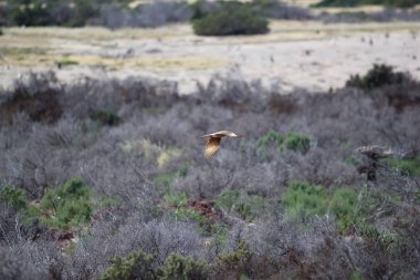 Chimango (Phalcoboenus chimango) caracara Patagonya yırtıcı kuş, Arjantin
