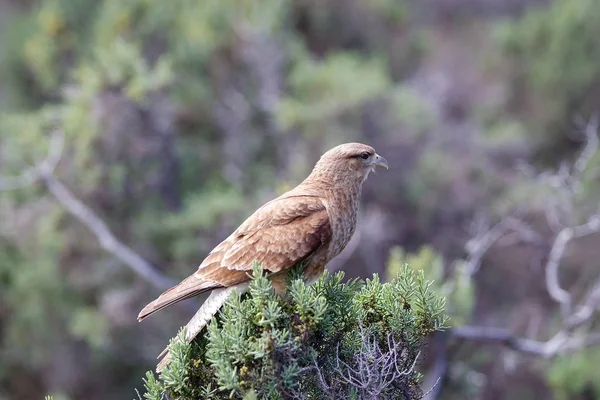 Chimango caracara (Phalcoboenus chimango) Patagonian 새의 먹이, 아르헨티나 — 스톡 사진