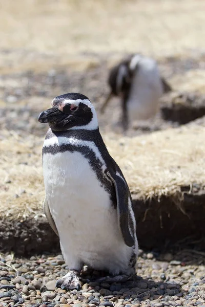 Pingouin de Magellan (Spheniscus magellanicus) à Punta Tombo dans l'océan Atlantique, Patagonie, Argentine — Photo