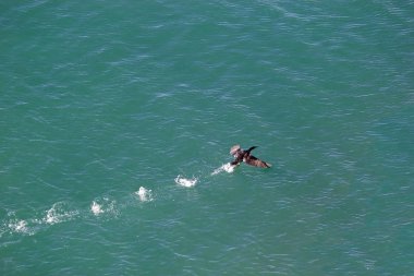 Macellan karabatak (Phalacrocorax magellanicus), Punta Loma, Arjantin