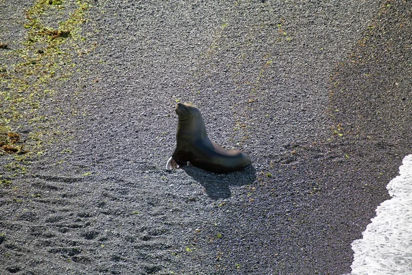 Zuid-Amerikaanse zeeleeuw (Otaria flavescens) op het strand van Punta Loma, Argentinië — Stockfoto