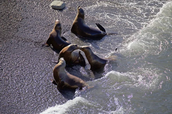 Leoni marini sudamericani (Otaria flavescens) sulla spiaggia di Punta Loma, Argentina — Foto Stock