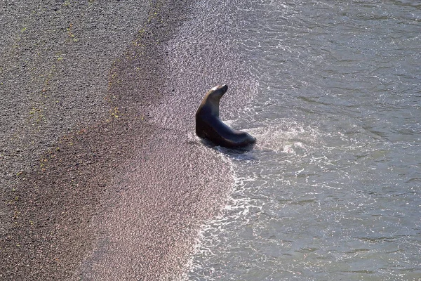 해변 푼 타 Loma, 아르헨티나에 남미 바다 사자 (Otaria flavescens) — 스톡 사진