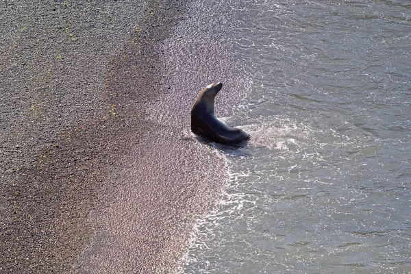 Zuid-Amerikaanse zeeleeuw (Otaria flavescens) op het strand van Punta Loma, Argentinië — Stockfoto