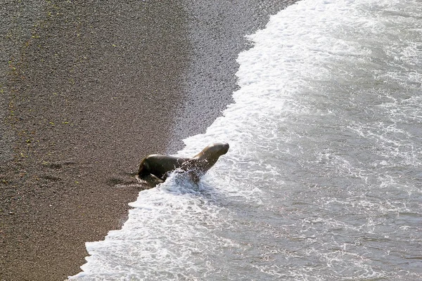 Hřívnatý (Otaria flavescens) na pláži v Punta Loma, Argentina — Stock fotografie