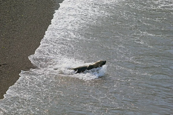 León marino sudamericano (Otaria flavescens) en la playa de Punta Loma, Argentina —  Fotos de Stock