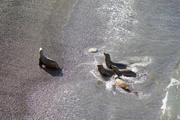 Leoni marini sudamericani (Otaria flavescens) sulla spiaggia di Punta Loma, Argentina — Foto Stock