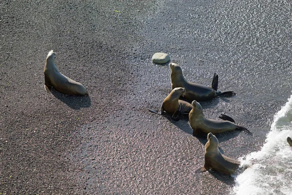 Lobos marinos sudamericanos (Otaria flavescens) en la playa de Punta Loma, Argentina — Foto de Stock