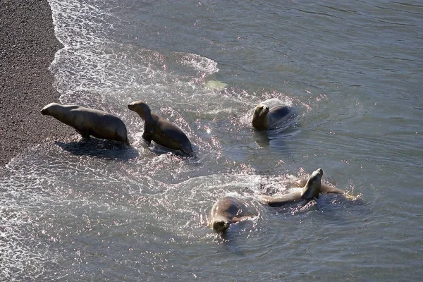 Lobos marinos sudamericanos (Otaria flavescens) en la playa de Punta Loma, Argentina — Foto de Stock