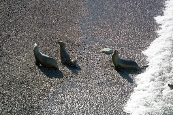 Leões-marinhos sul-americanos (Otaria flavescens) na praia de Punta Loma, Argentina — Fotografia de Stock