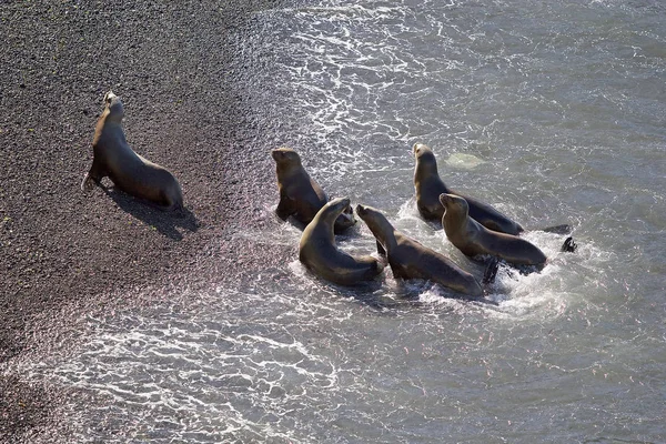 Leoni marini sudamericani (Otaria flavescens) sulla spiaggia di Punta Loma, Argentina — Foto Stock