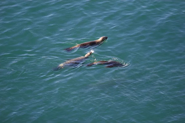 Lions de mer sud-américains (Otaria flavescens) sur la plage de Punta Loma, Argentine — Photo