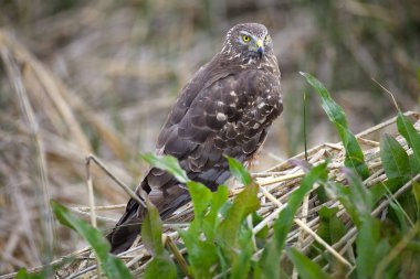 Laguna Nimez Patagonia, Arjantin için boz harrier (sirk cinereus)