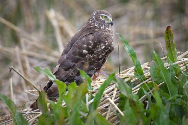 Laguna Nimez Patagonia, Arjantin için boz harrier (sirk cinereus)