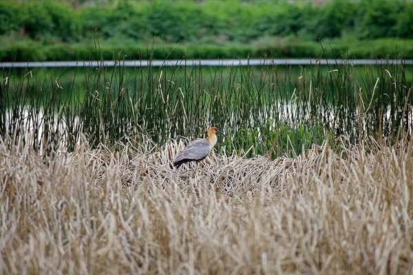 Furria austral (Theristicus melanopis) в Laguna Nimez в Патагонии, Аргентина — стоковое фото