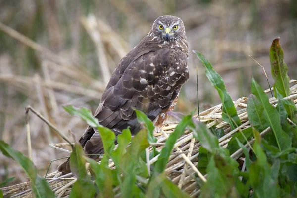 Busard cendré (Circus cinereus) à Laguna Nimez en Patagonie, Argentine — Photo