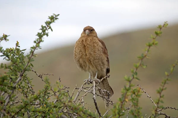 Chimango caracara (Phalcoboenus chimango) — Stock Photo, Image